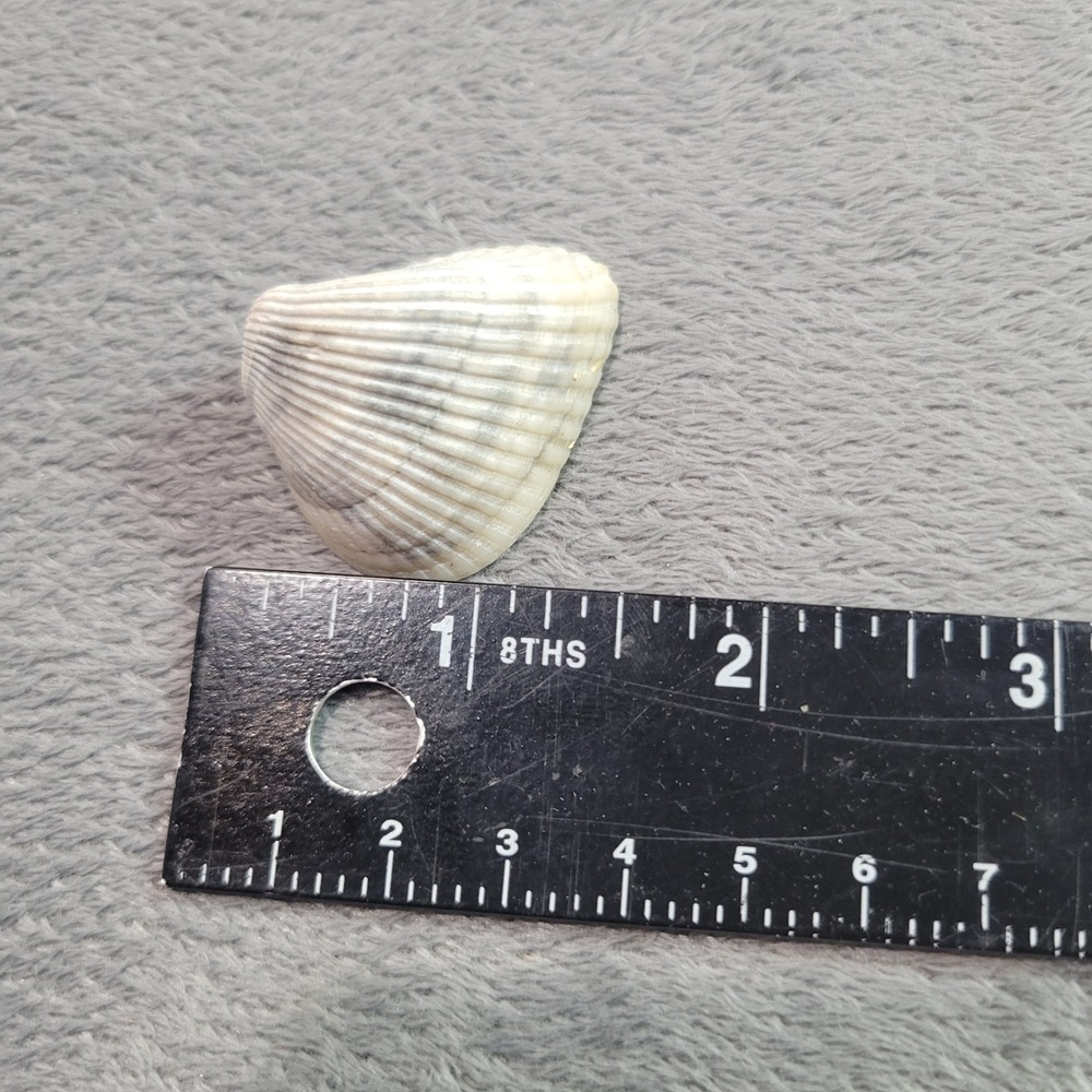 Unbranded Cockle Shell Decoration OS White Natural Ribbed Sea Shell Coastal Deco